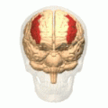 Position of middle frontal gyrus (shown in red).