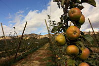 A variety called the "Johnny Appleseed" is similar to these Albemarle Pippins, good for baking and apple sauce.