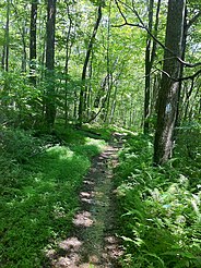 Quinebaug Trail north of Breakneck Road southern terminus.