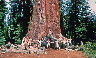 people around the trunk of a large tree in the forest