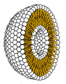 Image 1Cross-section through a liposome (from History of Earth)