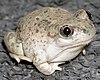 A plump toad with light-colored pigmentation