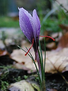 Crocus sativus with closed petals
