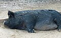 Sleeping Guinea hog
