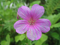 Morning dew on a pink flower, Geranium sp