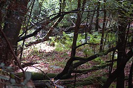 Natural undergrowth with California Bay and Coast Redwood trees.