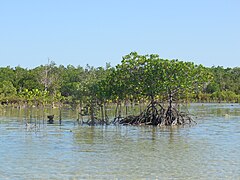 A mangrove forest on the western side of the island