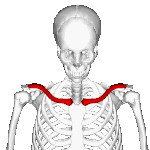 Position of collarbone (shown in red). Animation.
