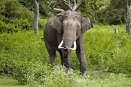 Indian elephant with tusks