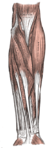 Front of the left forearm. Superficial muscles.
