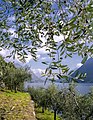 Olives (Ticino)
