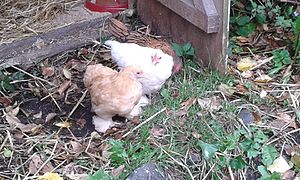 Two young Pekins (L-R): buff female and white male