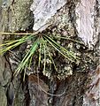 Unlike loblolly pines, pond pines have the ability to grow needles directly from the trunk.[29]