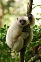The silky sifaka is found only in Madagascar.