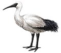 Thumbnail for Réunion ibis