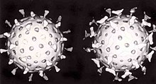 Two spherical rotavirus particles, one is coated with antibody which looks like many small birds, regularly spaced on the surface of the virus