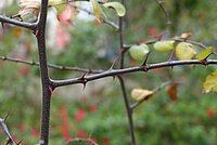 Z. spina-christi thorns, Jardin des plantes, France