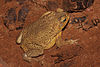 Brown toad with rough skin
