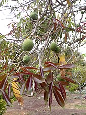 green fruits on tree branches
