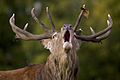 Mature Spanish red deer bellowing during the rut