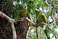 Noble macaws in Mato Grosso, Brazil