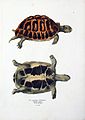 Greek tortoise from "Naturgeschichte und Abbildungen Der Reptilien"