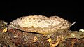 Megapallifera mutabilis from Philomycidae shows enormously developed mantle
