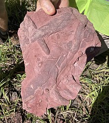 A piece of stone about the size of a typical flag stone, held up for the camera by someone. The rock has ridges and burrows throughout, and is pinkish-red.