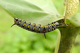 Mature caterpillar