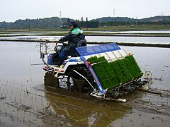 Mechanised rice planting in Japan