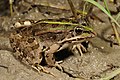 Image 40Epirus water frog