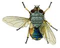 Lesser Brown Blowfly