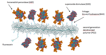 Figure 3. Schematic representation of a molecular hybrid structure (conjugate) between a dendronized polymer and the two different enzymes HRP (horseradish peroxidase) and SOD (Cu,Zn-superoxide dismutase). PDB (SOD): 1SXA; PDB (HRP): 1ATJ; HRP sugar modification from Gray & Montgomery, Carbohydrate Research, 2006, 341, 198-209. Denpol structure: Bertran et al. RSC Adv., 2013, 3, 126-140.