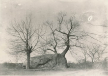 A photograph of the Glen Rock in 1890. The rock is half-submerged in soil and is adjacent to two leafless trees.