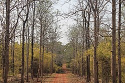 Path in Pench National Park