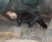 Black mustelid with gray head