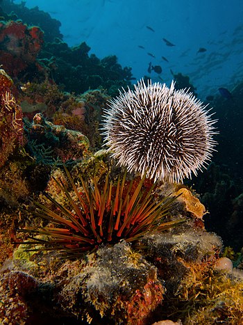 Two species of sea urchin