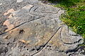 Aboriginal rock carvings near golf course