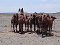 A domesticated Bactrian Camel mother and offspring, Mongolia