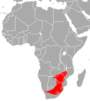 In southern Africa: Angola, Botswana, Burundi, Democratic Republic of the Congo, Eswatini, Kenya, Malawi, Mozambique, Namibia, South Africa, Tanzania, Zambia, and Zimbabwe; also in Lesotho and Nigeria