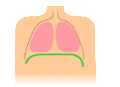 Image 7Animation of diaphragmatic breathing with the diaphragm shown in green (from Wildfire)