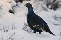 Black grouse on snow