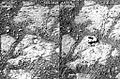 "Pinnacle Island" rock - "mysterious" appearance imaged by Opportunity (January 17, 2014).[11][10]