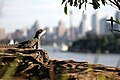 Australian water dragon surveying Sydney Harbour