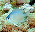 Image 35Most coral reef fish have spines in their fins like this damselfish (from Coral reef fish)