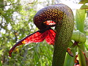 Cobra lilies (Darlingtonia californica) use window-like areolae to lure insects into their hollow leaves.