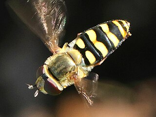 Eupeodes fumipennis