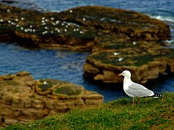 Picture of a gull resting on the cliffs between Whitburn and Marsden