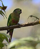 Maroon-bellied parakeet