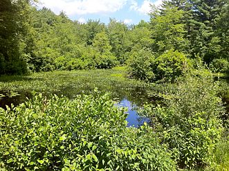 Phillips Pond at junction of Quinebaug Trail and Trail 1 Road.